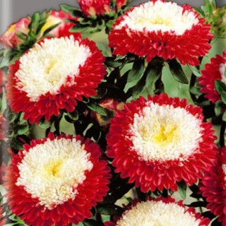 Астра помпонная Превосходный Гасфорд - ООО «Семена Тут»