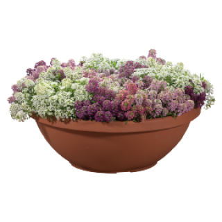 img-1: Алиссум Вондерленд Микс [5000 шт] - ООО «Семена Тут»