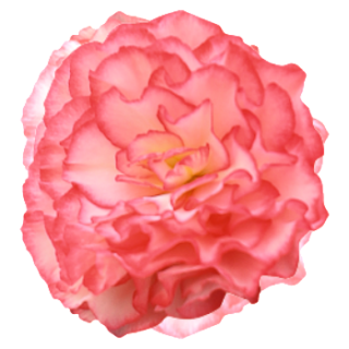 img-0: Бегония клубневая Нонстоп Роуз Пикоти [500 драже] - ООО «Семена Тут»