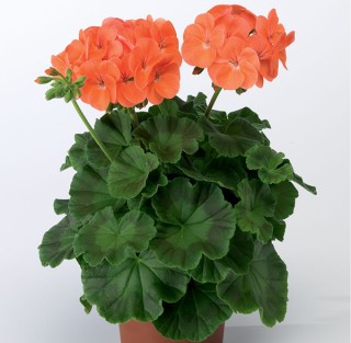 img-1: Пеларгония зональная Ринго 2000 Салмон [1000 шт] - ООО «Семена Тут»