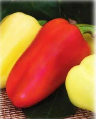 Перец Белогор - ООО «Семена Тут»