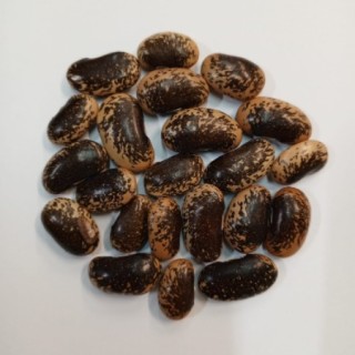 img-0: Фасоль вьющаяся Биколор - ООО «Семена Тут»