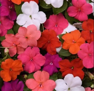 img-0: Бальзамин Бикон Формула микс [1000 шт] - ООО «Семена Тут»