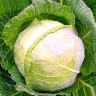 Капуста белокочанная Бирючекутская 138 - ООО «Семена Тут»