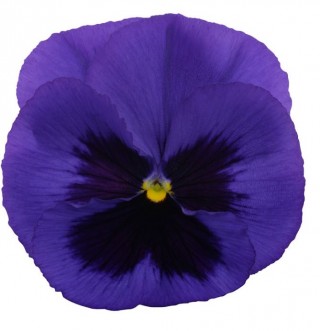 Виола крупноцветковая Премьер Блю виз Блоч [1000 шт] - ООО «Семена Тут»