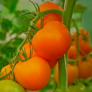 Томат Британика F1 - ООО «Семена Тут»