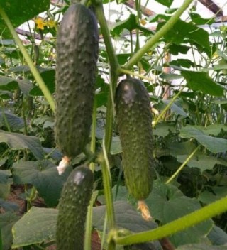 img-1: Огурец Бриз F1 - ООО «Семена Тут»