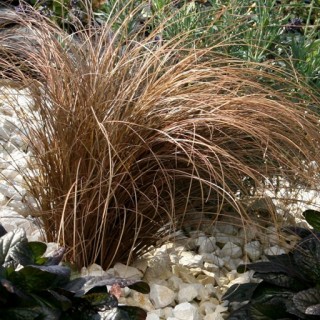 Осока Бронко  - ООО «Семена Тут»