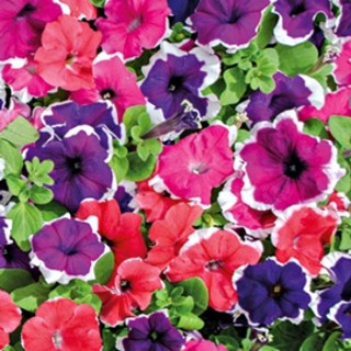 Петуния грандифлора Лимбо Джи Пи Пикоти Микс [1000 драже] - ООО «Семена Тут»