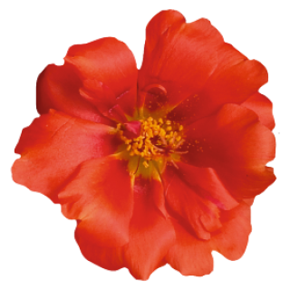 Портулак Сандайл F1 Скарлет [50 м/драже] - ООО «Семена Тут»