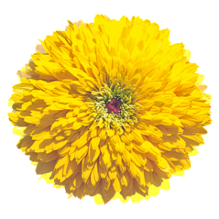 img-0: Рудбекия Майя [1000 драже] - ООО «Семена Тут»