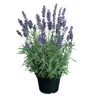 img-1: Лаванда узколистная Хайдкот Блю [1000 шт] - ООО «Семена Тут»