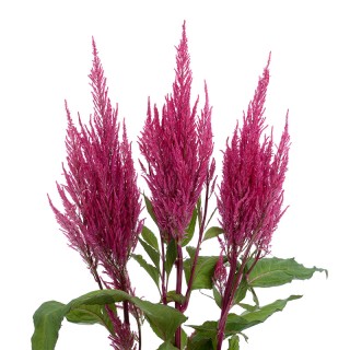 img-0: Целозия перистая Сэнчири Пинк [1000 шт] - ООО «Семена Тут»