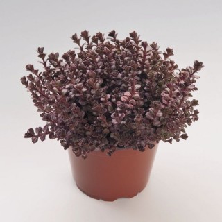 img-1: Седум ложный Вуду [1000 шт] - ООО «Семена Тут»