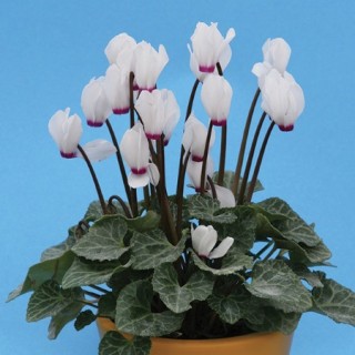 Цикламен Аннели [100 шт] - ООО «Семена Тут»