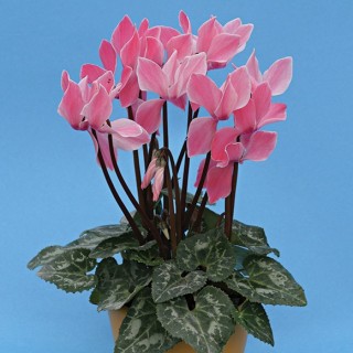 Цикламен Хельга F1 [100 шт] - ООО «Семена Тут»