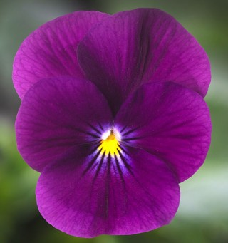 img-0: Виола рогатая Эндурио F1 Виолет [1000 шт] - ООО «Семена Тут»