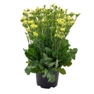 img-1: Статица Хипстер Еллоу [1000 шт] - ООО «Семена Тут»