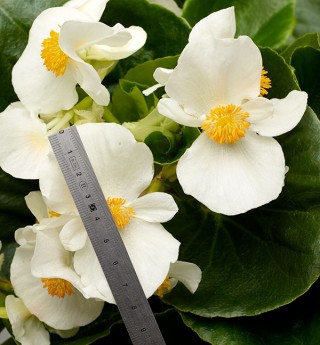 img-1: Бегония гибридная Топхэт Вайт [100 драже] - ООО «Семена Тут»