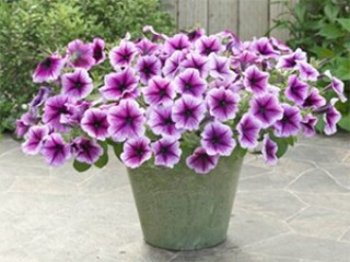 img-2: Петуния ампельная Опера Парпл Вейн [100 драже] - ООО «Семена Тут»