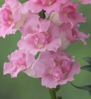 img-1: Львиный зев Ледженд Дабл Пинк (группа 1) [1000 шт] - ООО «Семена Тут»