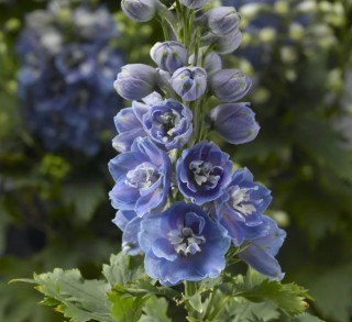 img-0: Дельфиниум высокий Дельфина Лайт блю Вайт Би [250 шт] - ООО «Семена Тут»