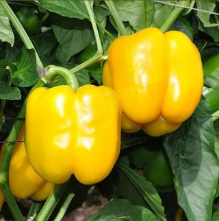 Перец Дикаприо F1 - ООО «Семена Тут»