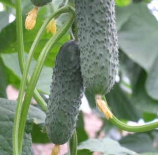 img-0: Огурец Динамит F1 - ООО «Семена Тут»