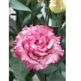 img-1: Эустома Корелли СУ 3 Дип Пинк [100 драже] - ООО «Семена Тут»