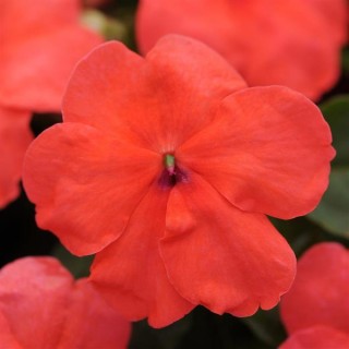 Бальзамин Супер Элфин F1 Сальмон [1000 шт] - ООО «Семена Тут»