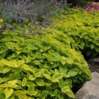 img-3: Колеус Премиум Сан Лайм Делайт [1000 драже] - ООО «Семена Тут»