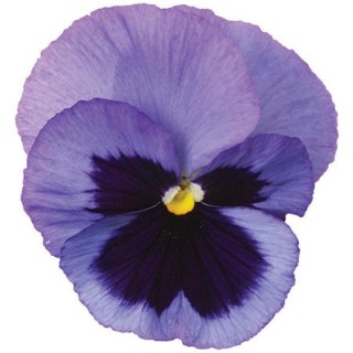 Виола крупноцветковая Спринг Матрикс Оушен [100 шт] - ООО «Семена Тут»