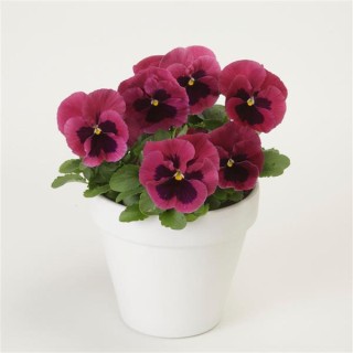 img-1: Виола крупноцветковая Спринг Матрикс Роуз Блотч [1000 шт] - ООО «Семена Тут»