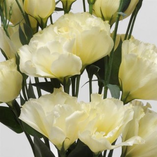 img-0: Эустома АБС Еллоу [100 драже] - ООО «Семена Тут»