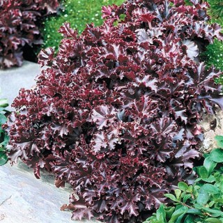 img-2: Гейхера Мелтинг Файр [100 драже] - ООО «Семена Тут»