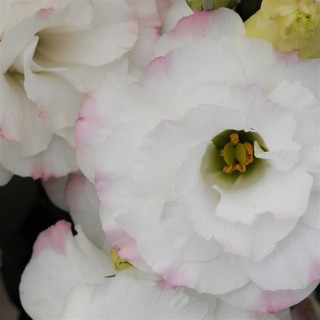 img-0: Эустома АБС 1 Роуз Рим [100 драже] - ООО «Семена Тут»