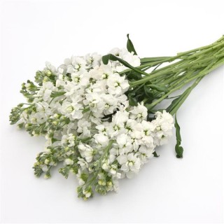 img-1: Маттиола Кац Хай Дабл вайт [1000 шт] - ООО «Семена Тут»