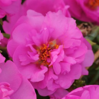 Портулак Хэппи Трилс Розита [1000 драже] - ООО «Семена Тут»