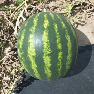 img-0: Арбуз Доминант F1 - ООО «Семена Тут»