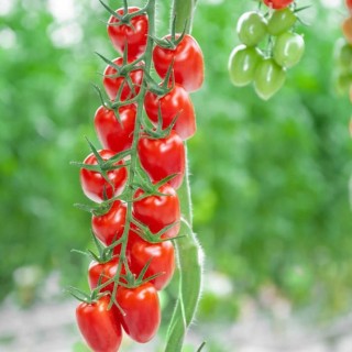 img-0: Томат Патронташ F1 - ООО «Семена Тут»