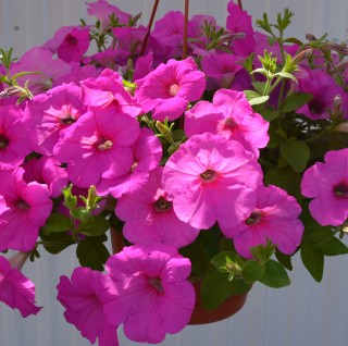 Петуния ампельная Опера Роуз [50 драже] - ООО «Семена Тут»