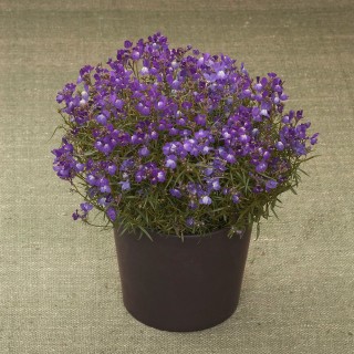 Линария Фантазиста Блю [1000 м/драже] - ООО «Семена Тут»