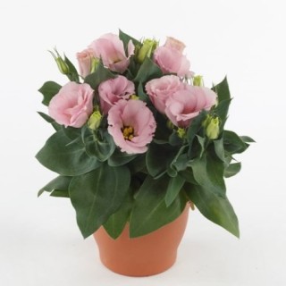 img-0: Эустома Джульетта Пинк [50 драже] - ООО «Семена Тут»