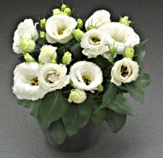 img-0: Эустома Джульетта Вайт [50 драже] - ООО «Семена Тут»