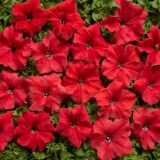 Петуния грандифлора Мистрал Ярко-Красная [1000 драже] - ООО «Семена Тут»
