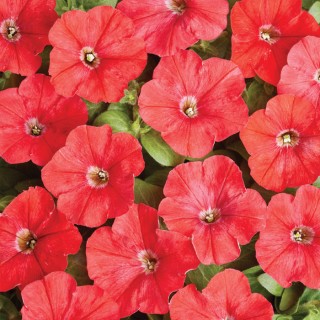 Петуния мелкоцветковая Карлик F1 Красная [1000 драже] - ООО «Семена Тут»