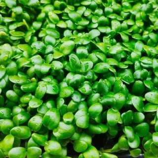 img-1: Кресс-салат Крупнолистовой - ООО «Семена Тут»