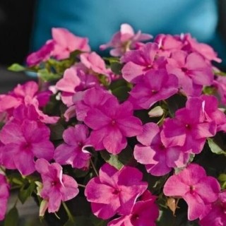 img-1: Бальзамин Экстрим F1 Пинк [1000 шт] - ООО «Семена Тут»