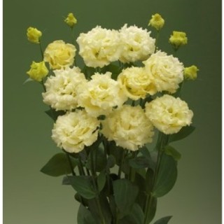 Эустома Корелли СУ 1 Еллоу [100 драже] - ООО «Семена Тут»