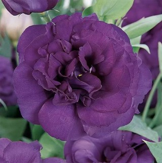 img-0: Эустома АБС 2 Пурпл [1000 драже] - ООО «Семена Тут»